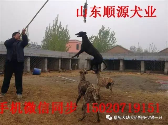 现在灵缇犬幼犬多少钱一只山东细狗价格 猎兔犬幼犬价格多少钱一只 微信公众号文章阅读 Wemp