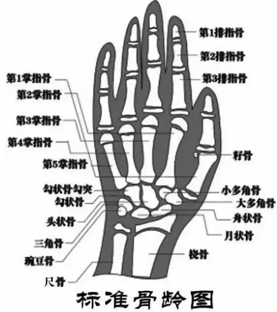 【骨龄检测】孩子个子矮、早发育？快带孩子来测骨龄！
