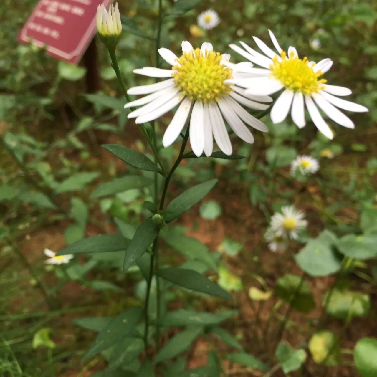 【洪中百草香】马兰