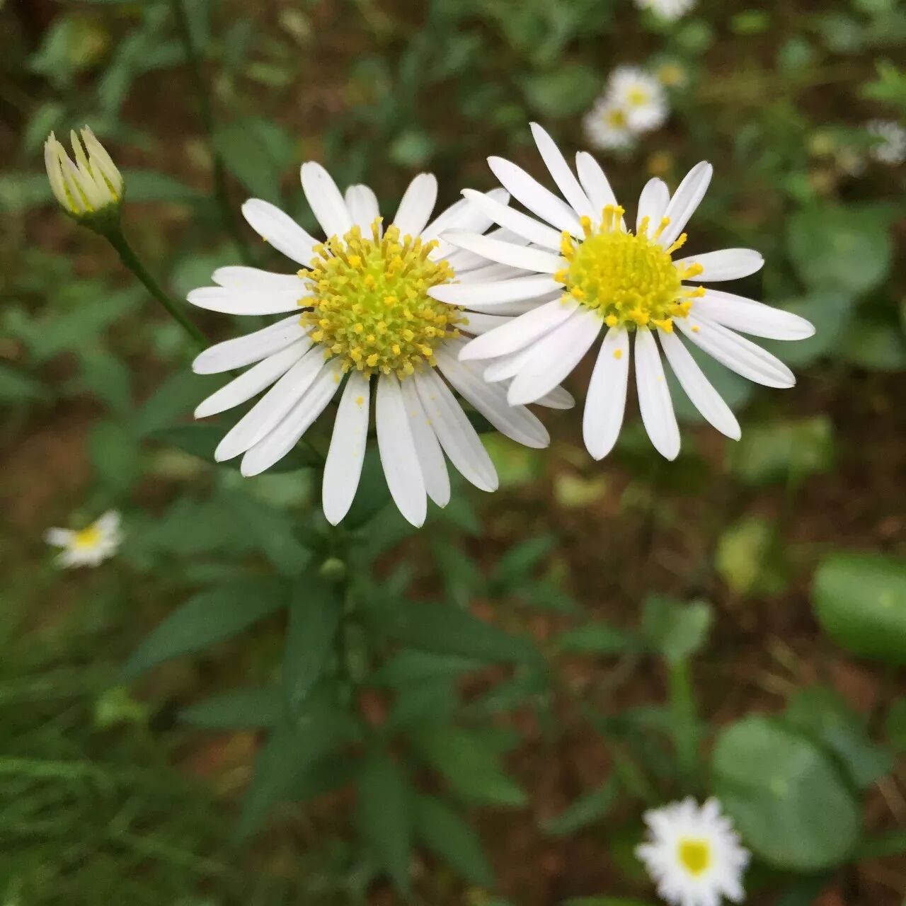 【洪中百草香】马兰