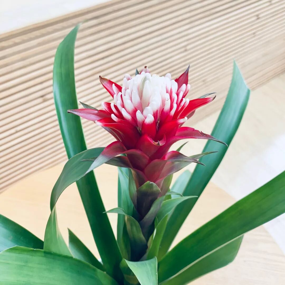 井观花事 火炬姜phaeomeria Magnifica 井观书房 微信公众号文章阅读 Wemp