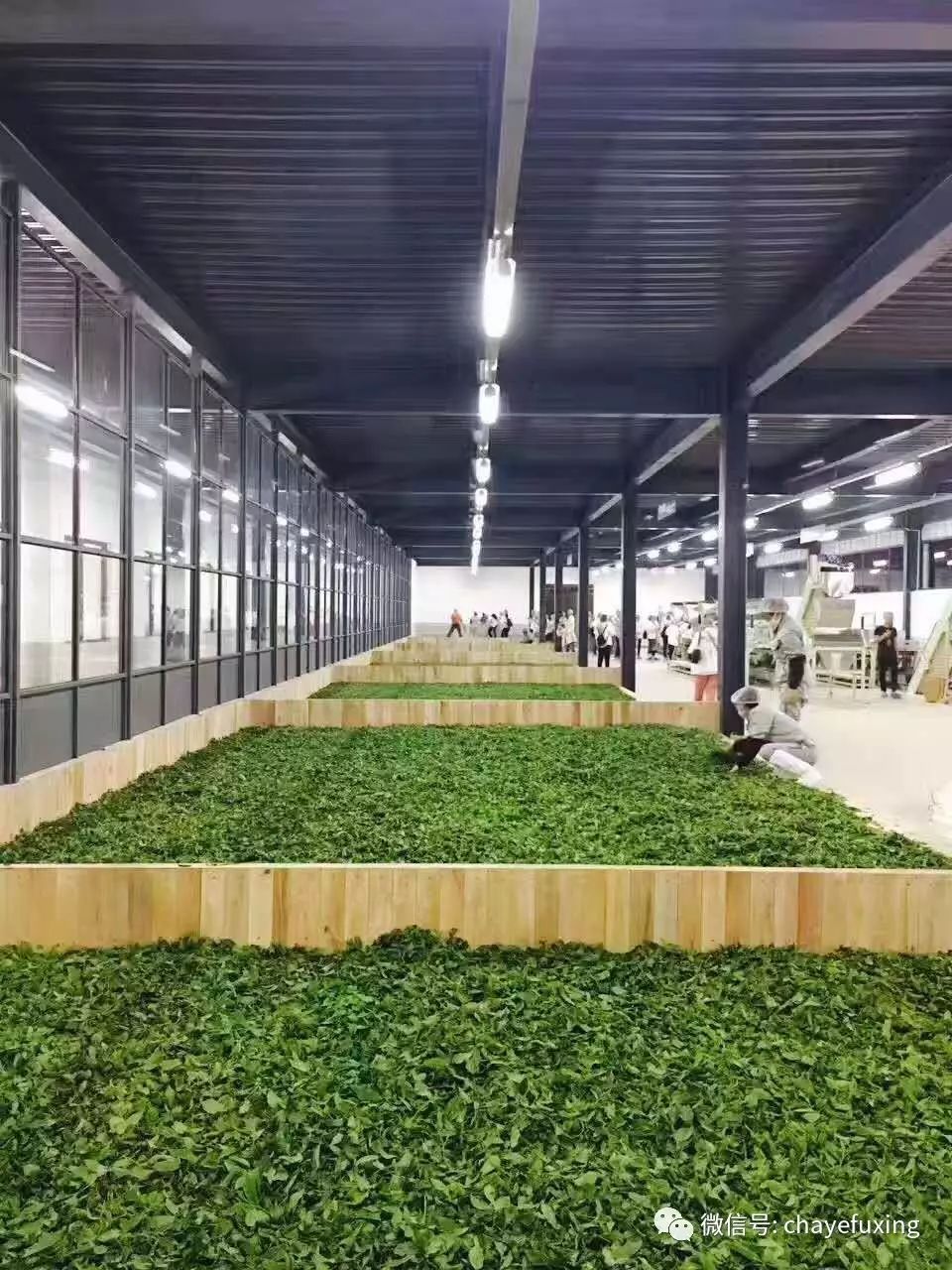有人说:这是史上最强普洱茶初制所,没有之一!