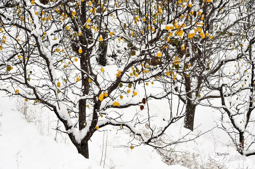 万进:冬天里说点风花雪月的事 万进:冬天里说点风花雪月的事
