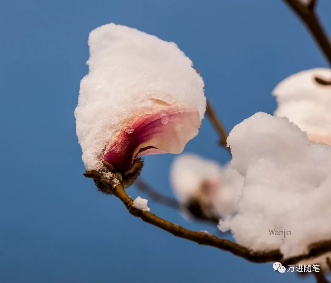 万进:冬天里说点风花雪月的事 万进:冬天里说点风花雪月的事