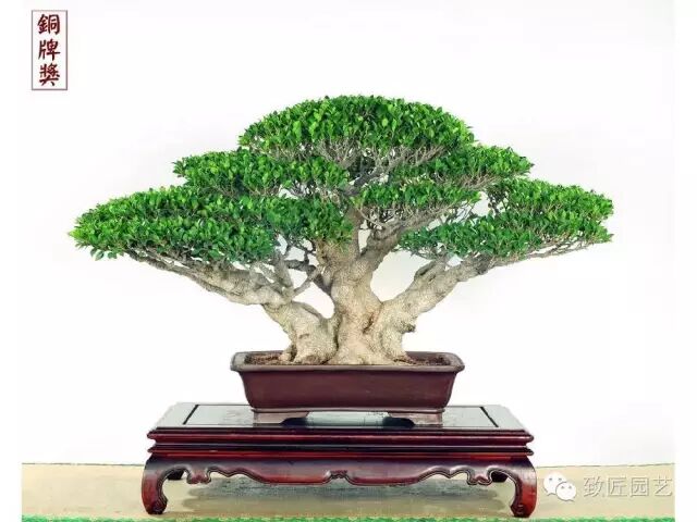 盆景的创作与整形 致匠园艺 微信公众号文章阅读 Wemp