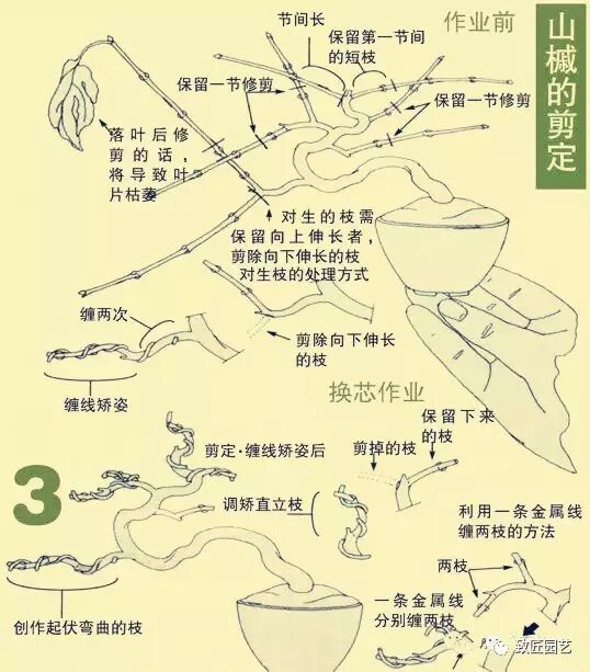 盆景的创作与整形 致匠园艺 微信公众号文章阅读 Wemp