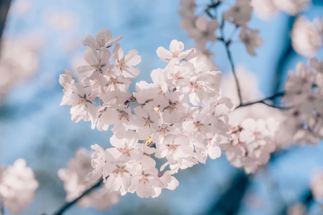 摄图网_507762964_北京玉渊潭春季盛开的樱花（企业商用）.jpg