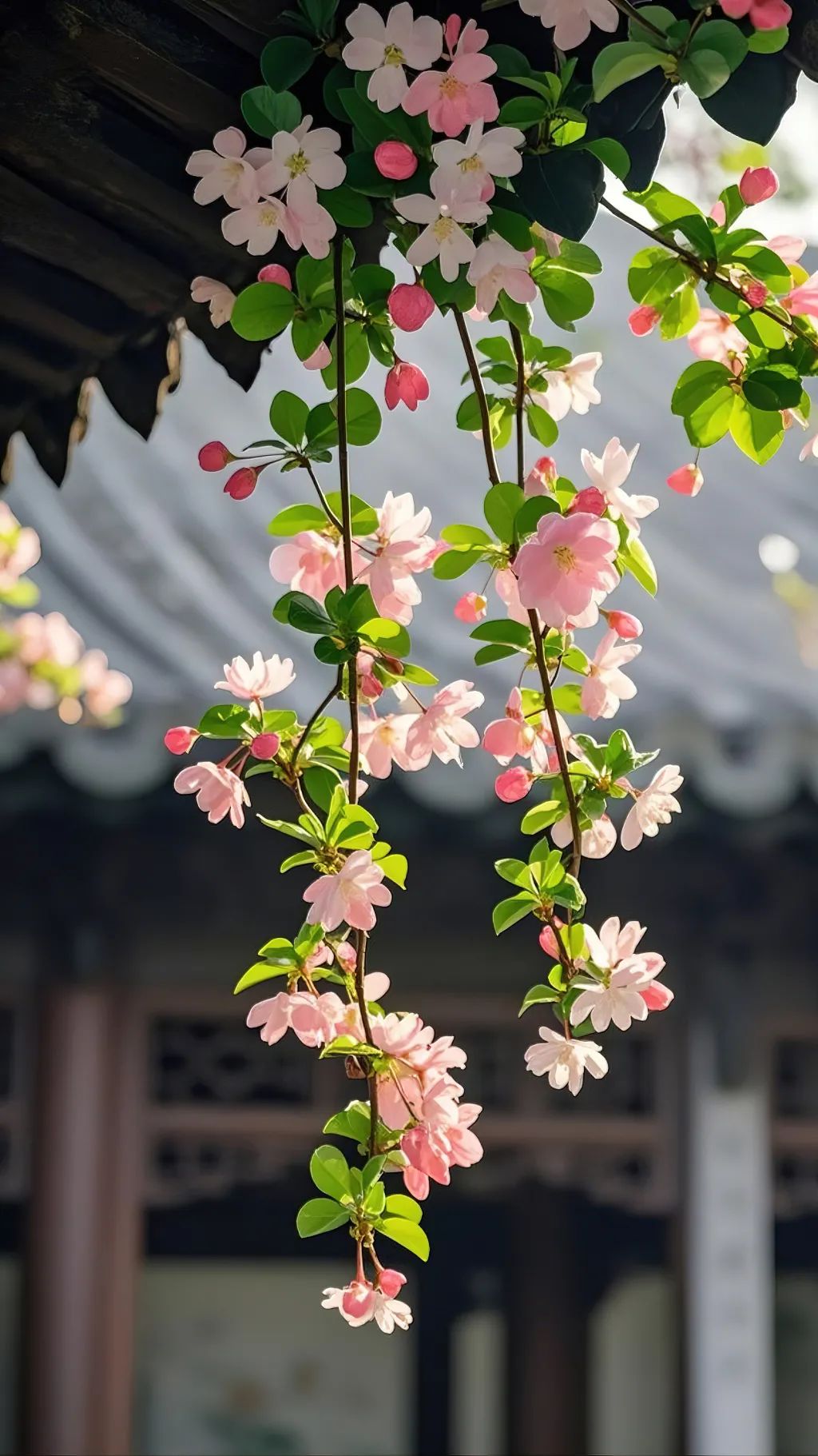 摄图网_402711152_春天屋檐下美丽的垂丝海棠（企业商用）.jpg