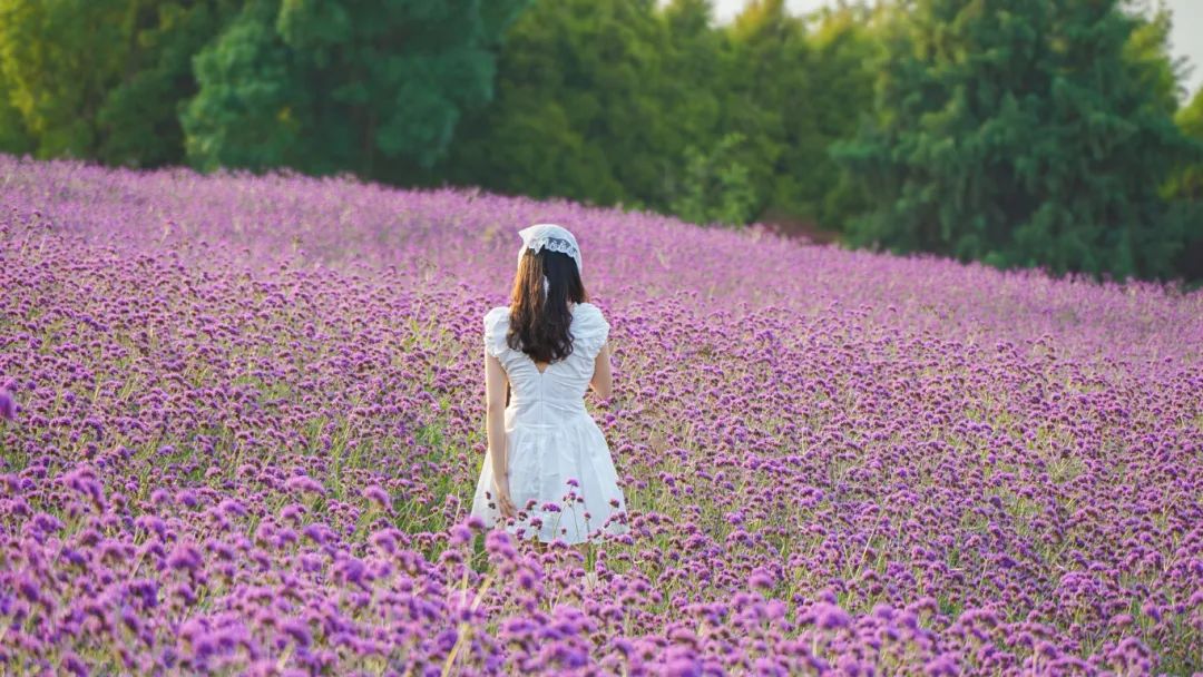 摄图网_507763876_紫色花海女孩背影（企业商用）.jpg