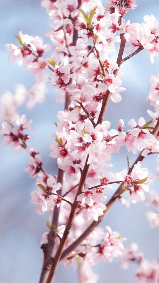 摄图网_500290197_桃花初开（企业商用）.jpg