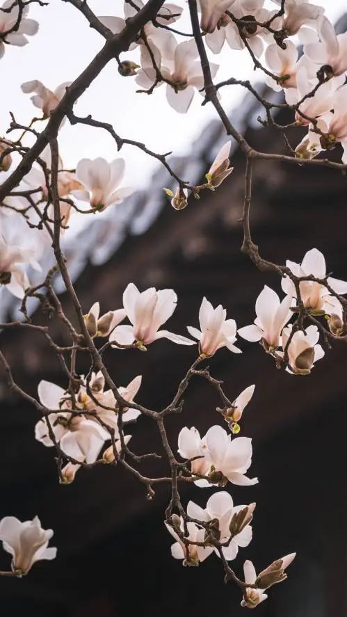 摄图网_501724526_南京灵谷寺春天的玉兰花与传统建筑（企业商用）(1).jpg