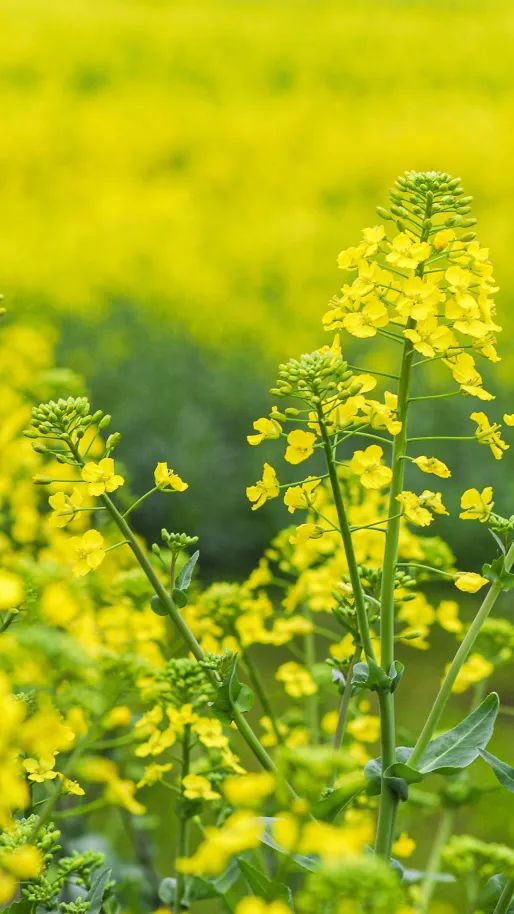 摄图网_501560802_春天黄色的油菜花田（企业商用）.jpg