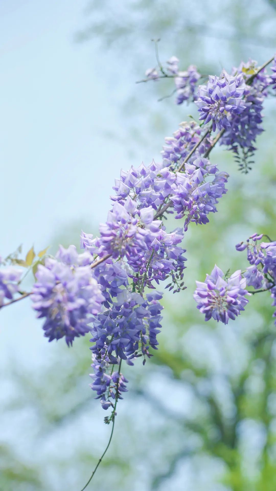 摄图网_501590239_园林里的紫藤花开（企业商用）.jpg