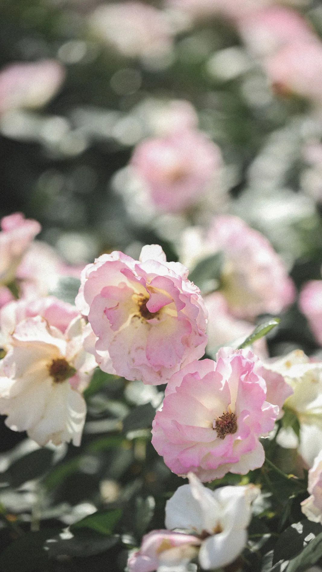 摄图网_501284690_月季花（企业商用）.jpg
