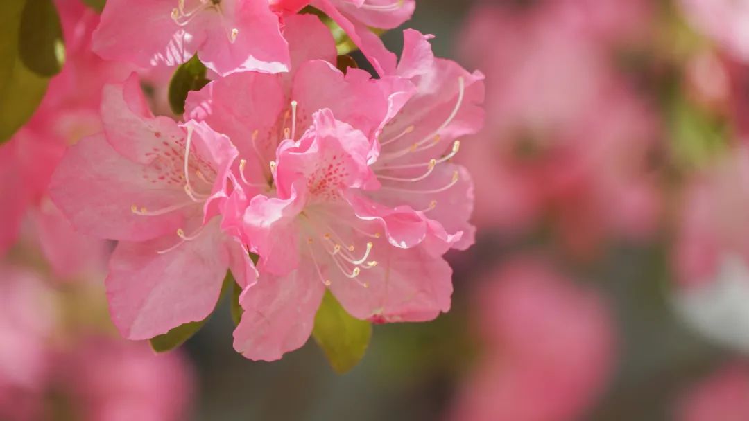 摄图网_507763097_春天盛开的杜鹃花（企业商用）.jpg