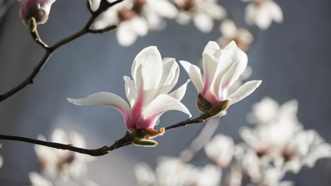 摄图网_507731299_春天盛开的玉兰花（企业商用）.jpg