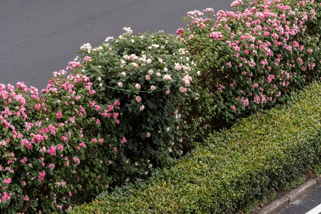 包河大道花墙2.jpg 图片