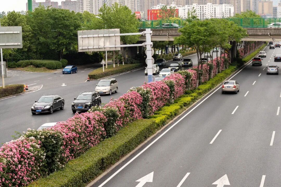 包河大道花墙1.jpg 图片