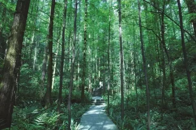 万州乌龙池森林公园图片