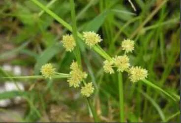 草坪除草剂_草坪除草剂对人有害吗_草坪除草剂有什么药好