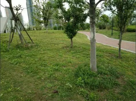 草坪除草剂有什么药好_草坪除草剂_草坪除草剂对人有害吗