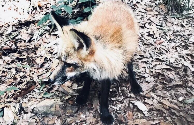 卷入女儿耽美举报案的武大教授(图4)