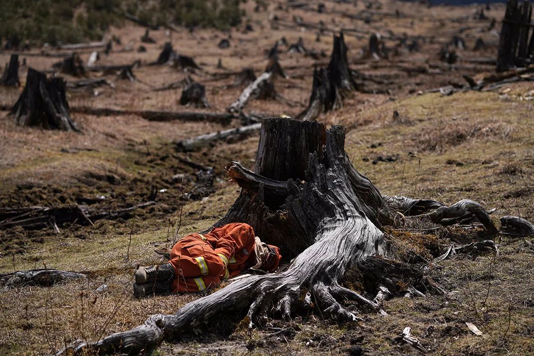 梦见树林起火被扑灭_梦见树着火了后又扑灭_梦见树上失火被扑灭了