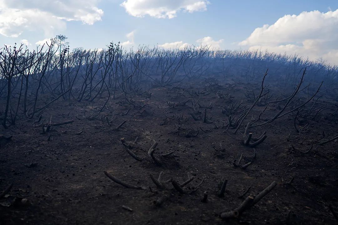 梦见树着火了后又扑灭_梦见树上失火被扑灭了_梦见树林起火被扑灭