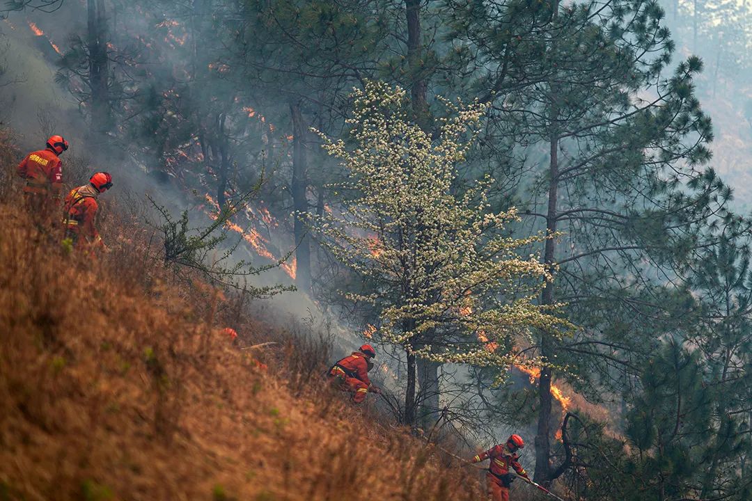 梦见树上失火被扑灭了_梦见树着火了后又扑灭_梦见树林起火被扑灭