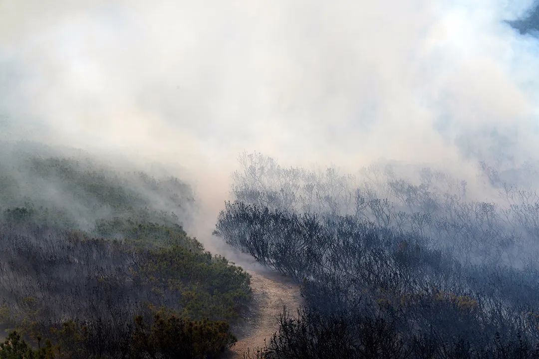 梦见树林起火被扑灭_梦见树上失火被扑灭了_梦见树着火了后又扑灭