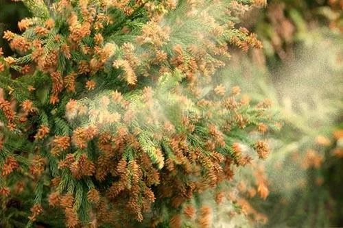 《工作細胞》中，那具多災多難的身體到底是誰的？ 動漫 第5張