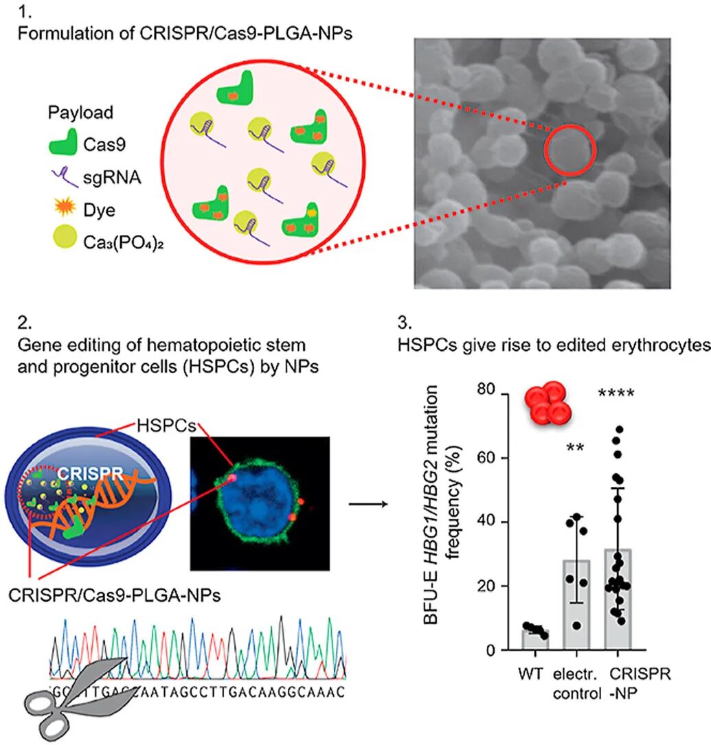 Biomaterials Plga纳米粒用于细胞内递送crispr复合物以提高红系细胞中hbf的表达 奇物论 微信公众号文章阅读 Wemp