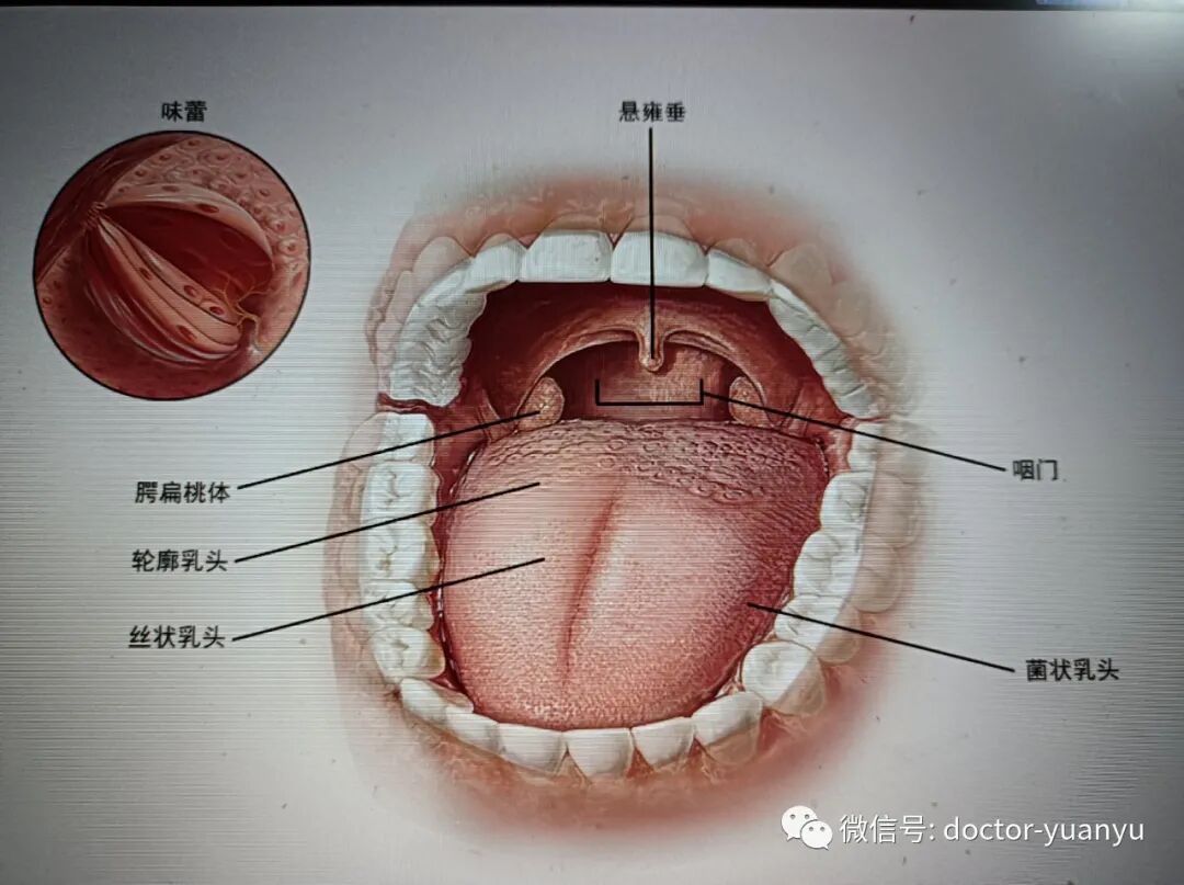 压舌板是什么分类医学3D彩图集：压舌板看口腔、血常规的5种白细胞、脑室、视交叉和丘脑基底节-上海聚慕医疗器械有限公司