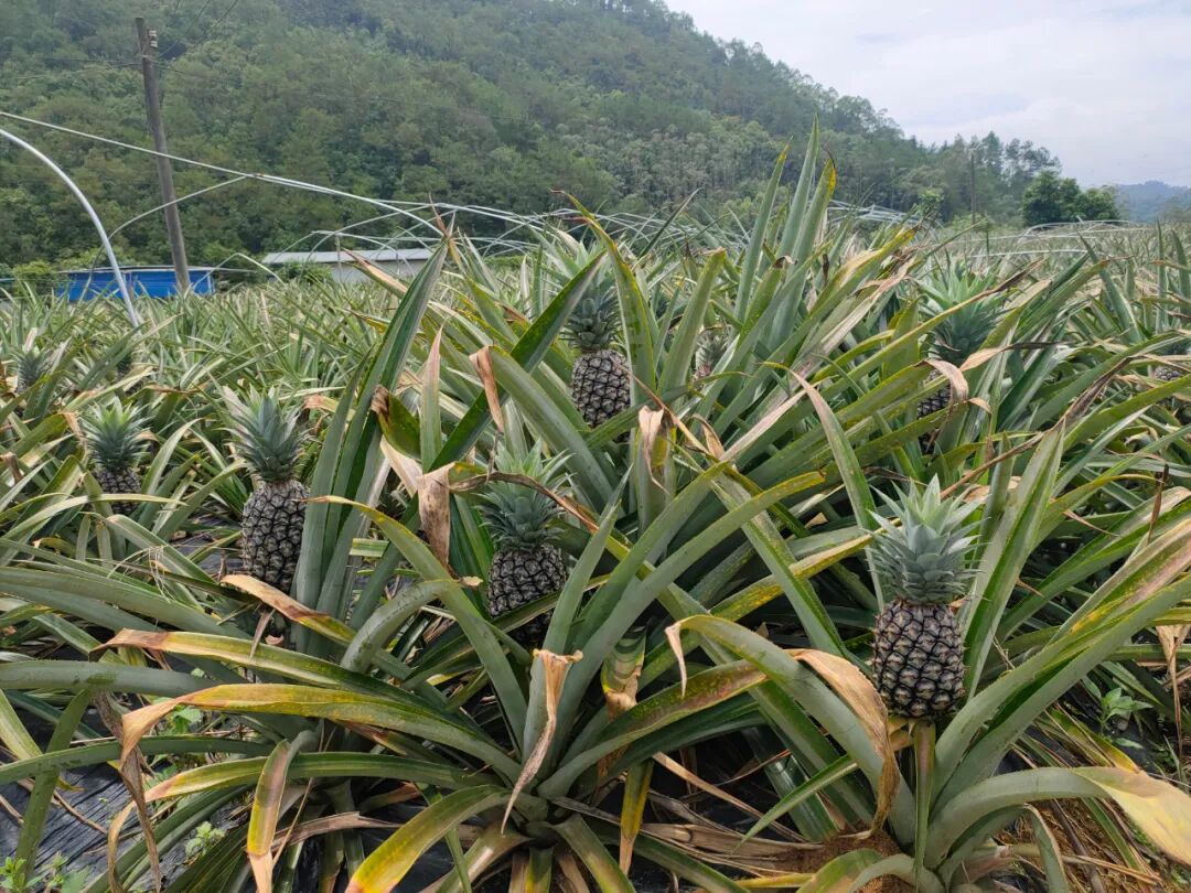 焦桂森:让双马菠萝飘香在致富路上~--肇房网