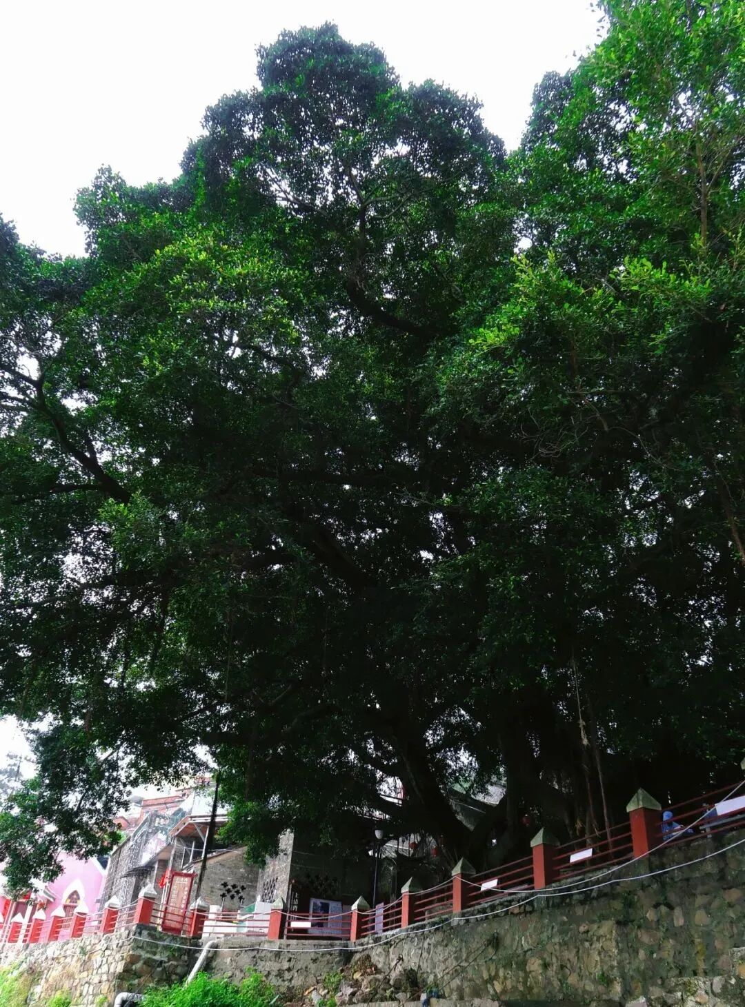 ▲ 在上清湾村，江边数棵古树历经岁月，见证变迁，承满了村民的乡愁。