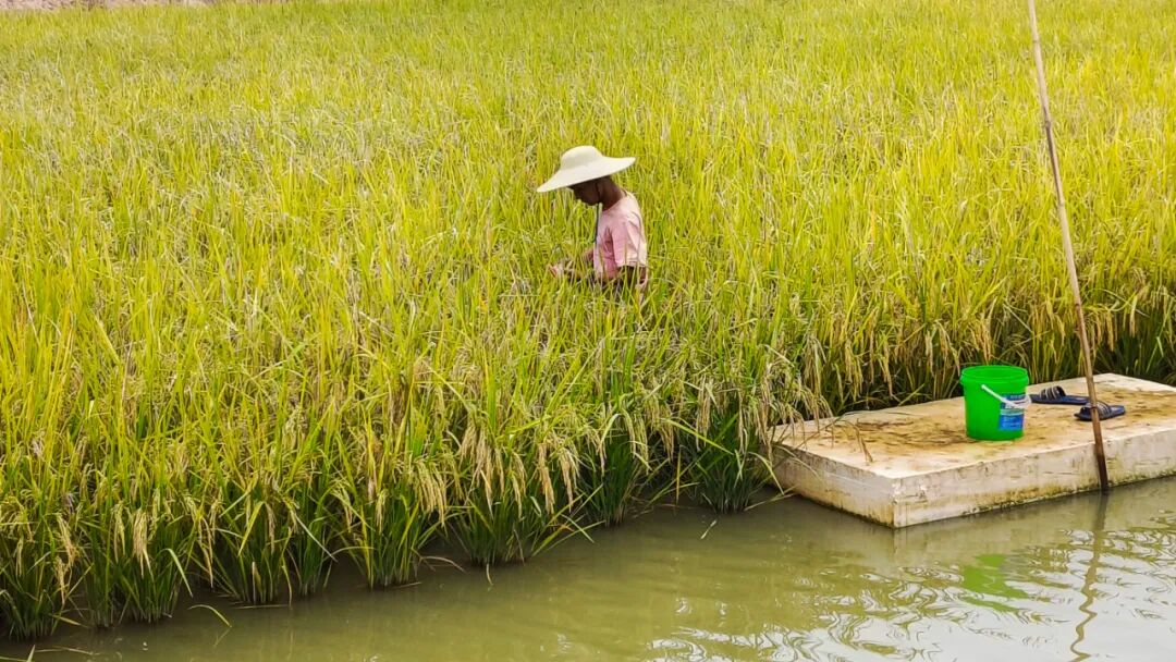 高要:稻虾田里话丰收……--肇房网