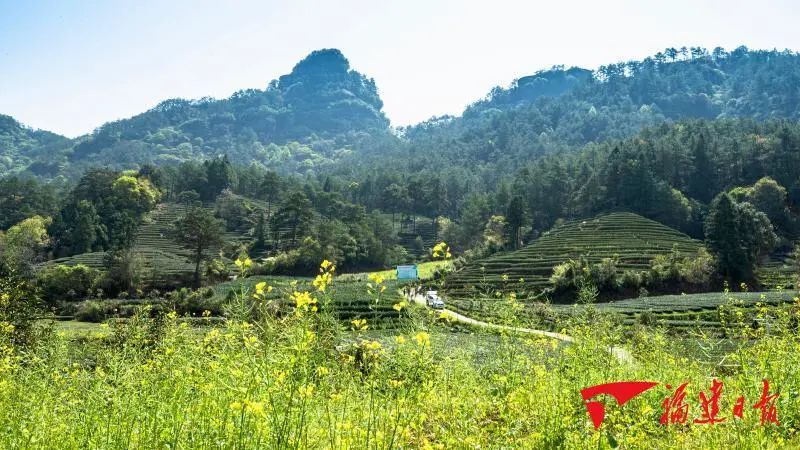 创业项目七亿茶叶网 春天的回响丨“三茶”是个什么茶？