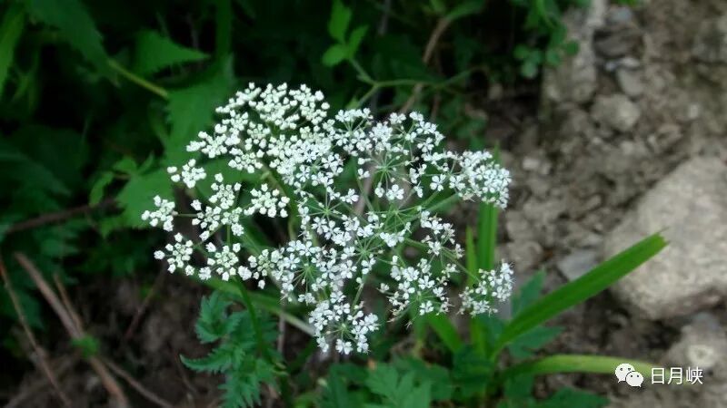 日月峡中草药 210 东北羊角芹2 日月峡 微信公众号文章阅读 Wemp