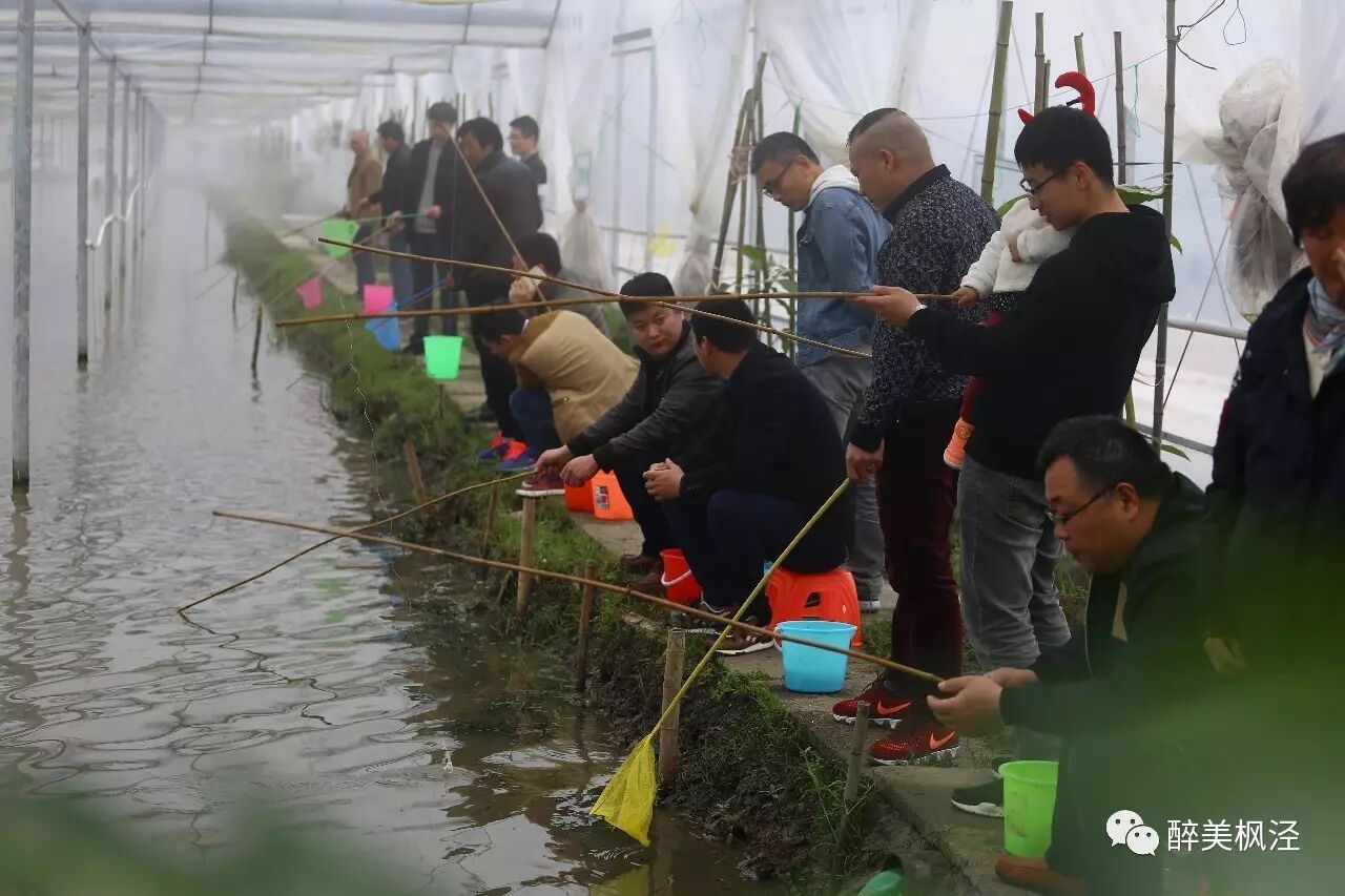 【钓龙虾】小龙虾垂钓渐成枫泾乡村旅游新亮点,枫泾清水小龙虾集中