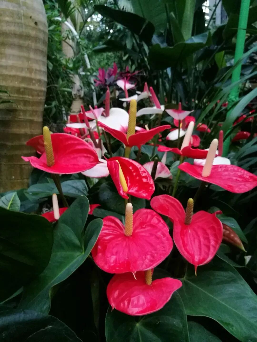 一年四季都开花的五大名花 常年花开不断 养花人怎能不喜欢 热点讯息网