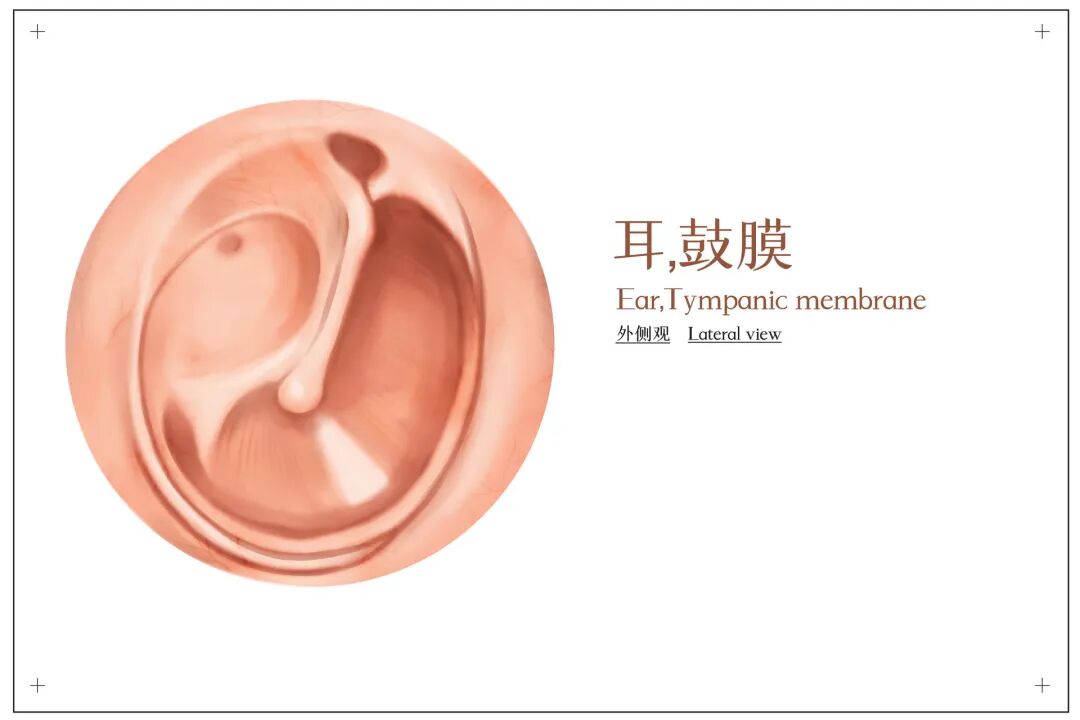 男子掏耳朵被2岁儿子撞致鼓膜脱落