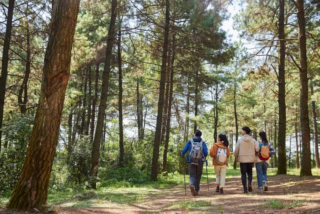 男子采菌遭黑熊一巴掌打下山昏迷