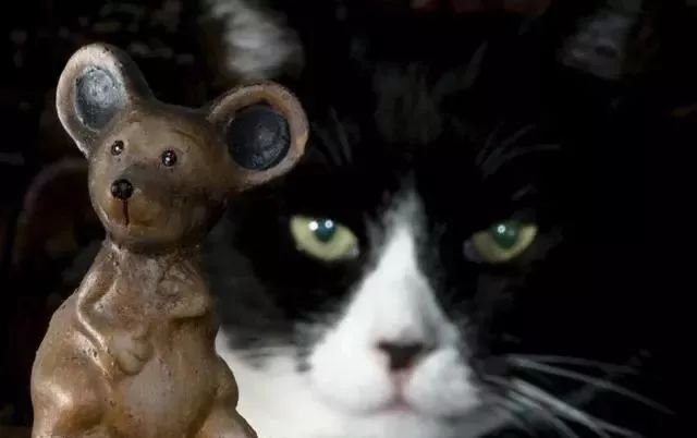 當小野貓遇到大老鼠，體格相仿的它們誰會贏？手機拍下了這一瞬間 寵物 第4張