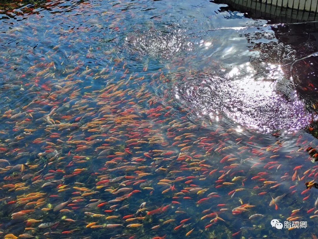 小柴胡汤加石膏退热的医案