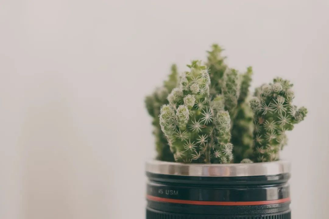 竹字最旺三个属相