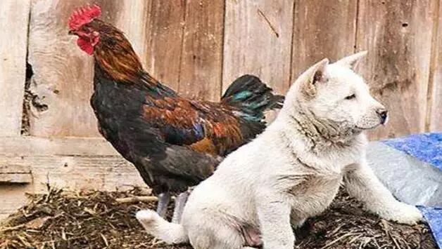 12生肖里，为何是狗撵鸡？狗与鸡，真的不能友好相处吗？
