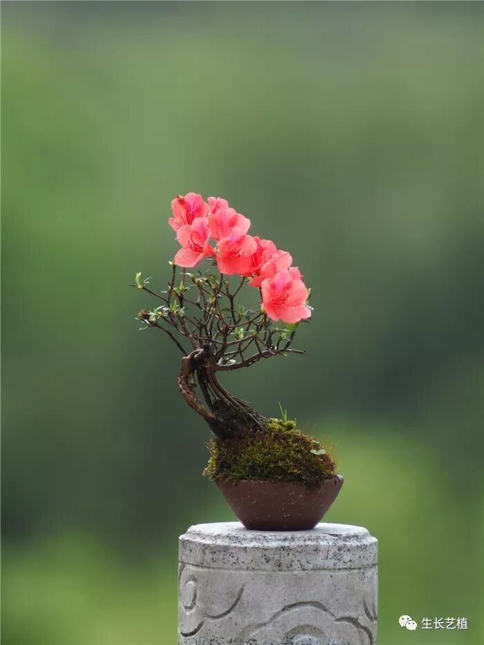 杜鹃花 生长艺植 微信公众号文章阅读 Wemp