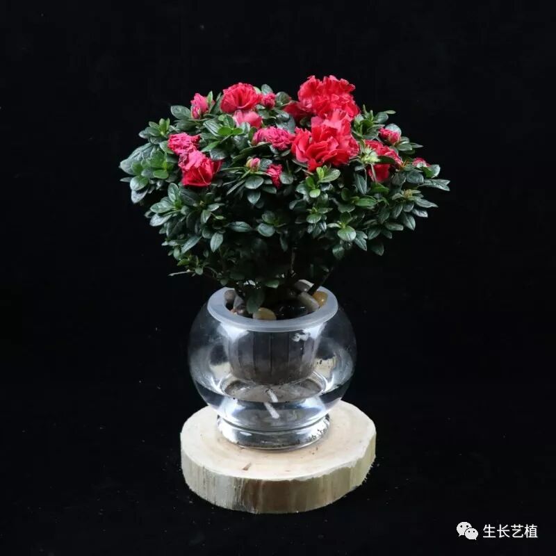 杜鹃花 生长艺植 微信公众号文章阅读 Wemp