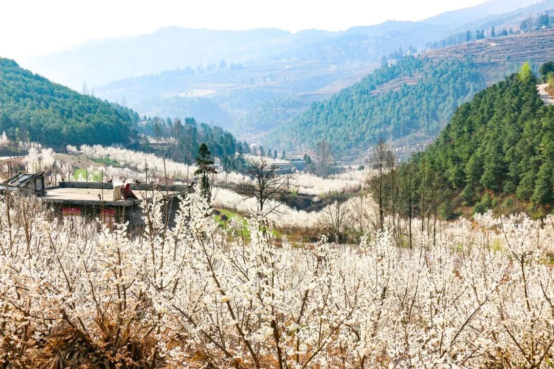 盐仓镇:乌江源畔 春樱烂漫