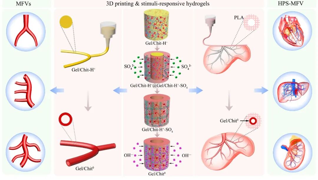 明胶在血管怎么降解华南理工曹晓东&董华 ｜ 联合 3D 打印和刺激响应水凝胶构建复杂多分叉血管网络的通用策略_https://www.jmylbn.com_新闻资讯_第3张